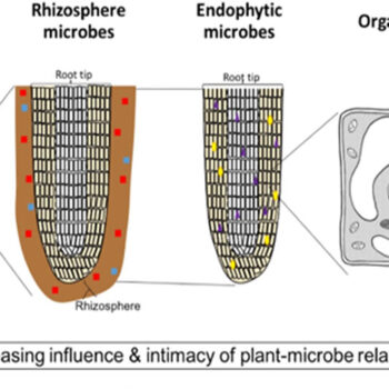 bulk soil microbes