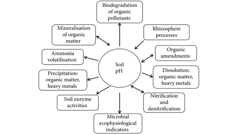 the-role-of-soil-ph-in-plant-nutrition-cleanbiotec