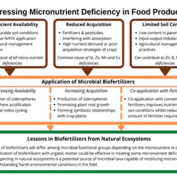 micronutrientes