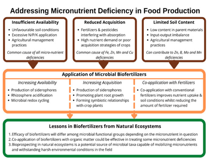 micronutrientes